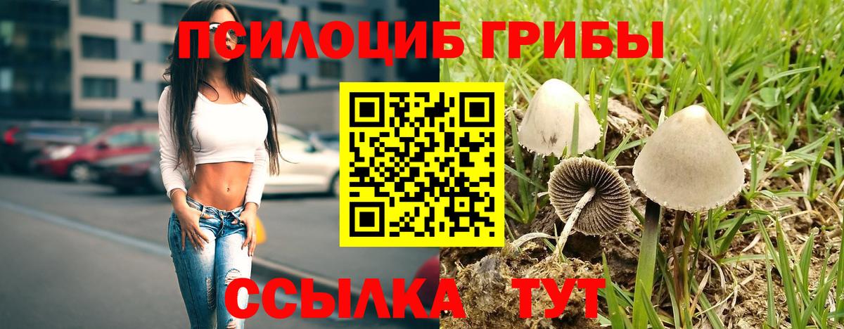 Псилоцибиновые грибы Psilocybine cubensis Дмитров